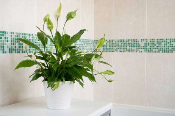 11 indoor plants that increase the air quality in your house