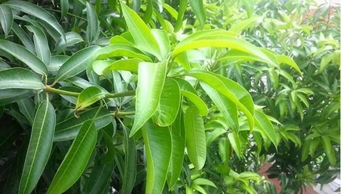 mango leafs