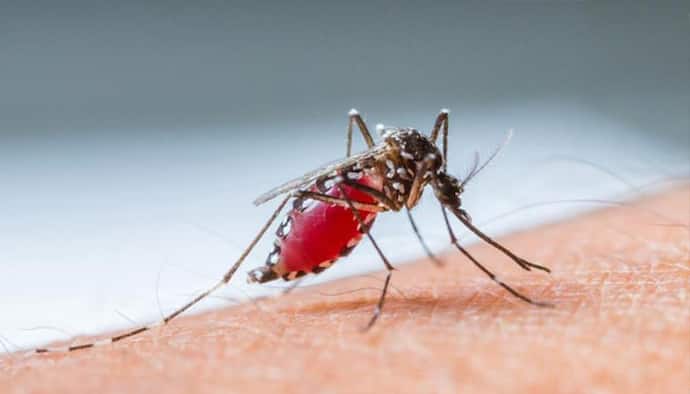 World Malaria Day 2022 : मलेरिया को जड़ से खत्म करने इन 5 राज्यों ने चलाया जबरदस्त अभियान