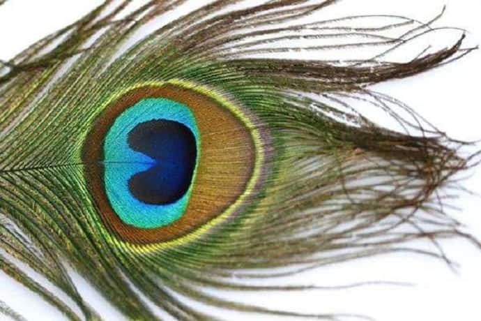 importance of peacock feathers: ময়ূরের পালকের গুরুত্ব অপরিসীম, জেনে নিন কিভাবে কাজে লাগাবেন