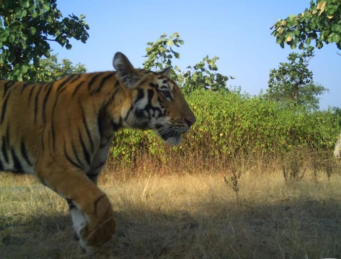 Tigress Attack: বাঘ খুঁজতে গিয়ে বাঘিনীর খপ্পরে, প্রাণ হারালেন মহিলা ফরেস্ট গার্ড
