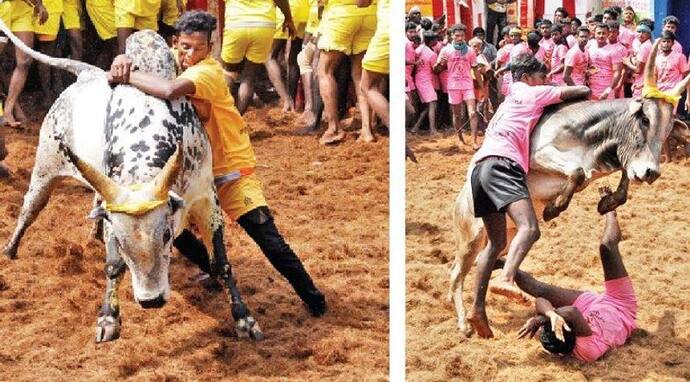 जलीकट्टू: मद्रास HC का सरकार को निर्देश, देसी नस्ल के सांड से हो खेल, बैल मालिकों किसानों को मिले सब्सिडी