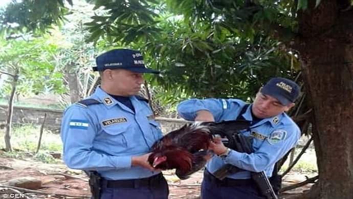 कई लोगों की शिकायत पर मुर्गे के खिलाफ केस दर्ज, जा सकता है जेल