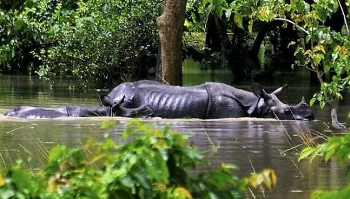 असम में बारिश का कहर, डूबा काजीरंगा पार्क का 70% हिस्सा