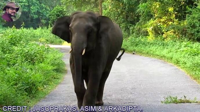 जंगली हाथियों का कहर, साइकल से जा रहे युवक को उतारा मौत के घाट