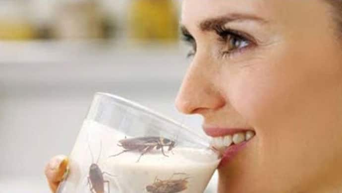 गाय और ऊंटनी नहीं, इस कीड़े के दूध में होता है सबसे ज्यादा प्रोटीन