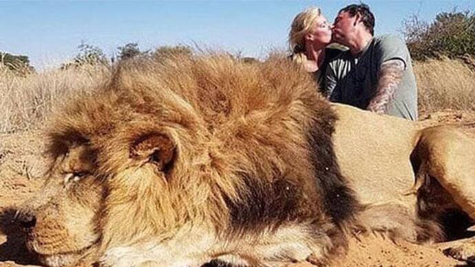 बेशर्मी की हद...शेर का शिकार कर लाश के पास किया KISS