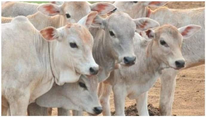 बीजेपी नेता का विवादित बयान-'मुसलमान पालें बकरी, उनका गाय पालना लव-जिहाद'