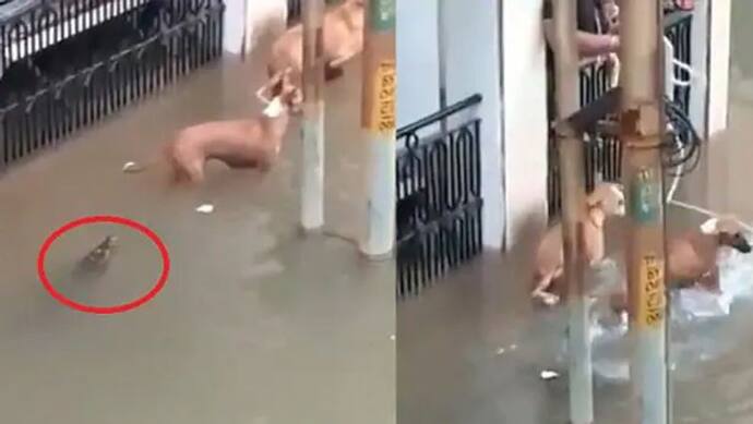 गुजरात में बाढ़ के पानी के साथ सड़क पर आया मगरमच्छ, वीडियो हुआ VIRAL