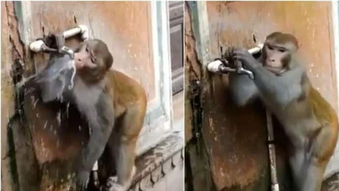 टिकटॉक पर बंदर का कारनामा हुआ VIRAL