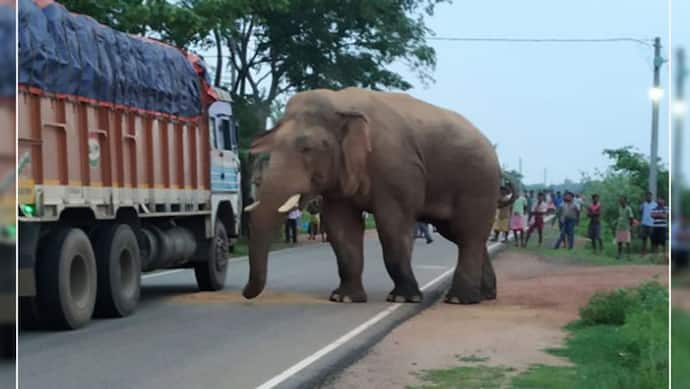 दबंग हाथी: रोड के बीच में खड़े होकर हाथी ने ट्रक को रुकवाया