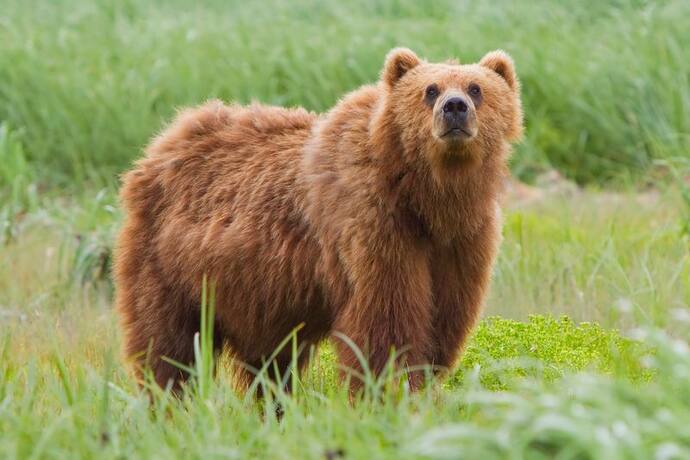 जब भालू की एक हरकत से सकते में आई पुलिस, हुआ भारी नुकसान