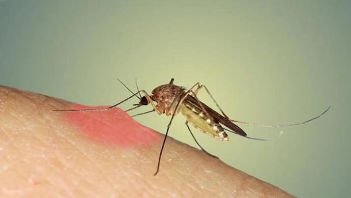 जितने लोग युद्धों में नहीं मरे, उससे ज्यादा मच्छरों के काटने से मर गए ,  जानें 13 Interesting Facts