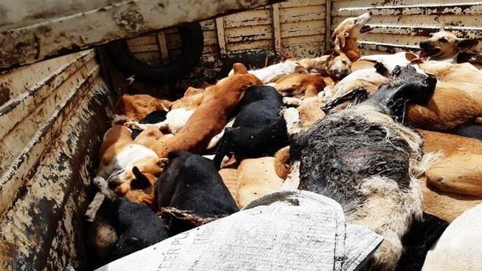 150 कुत्तों को जहर देकर मारने का आरोप, एक्टिविस्ट ने कहा- कुछ जिंदा बचे तो उन्हें जल्दबाजी में दफना दिया गया