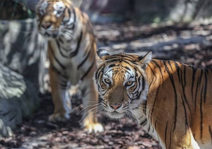 Royal Bengal Tiger in Sunderban: সুন্দরবনে বাঘের সংখ্যা জানতে শুরু ক্যামেরা ট্রাপিং