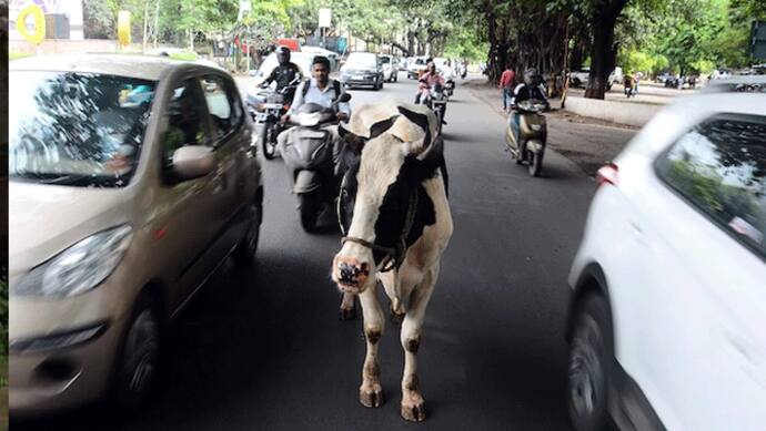 इस शहर में अगर सड़क पर दिखी किसी की गाय, तो कलेक्टर साब कर देंगे खटिया खड़ी
