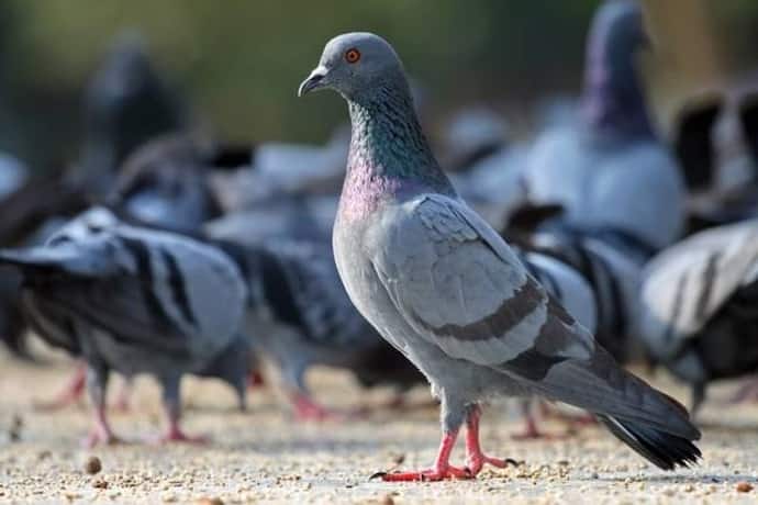 चीन सरकार ने जारी किया खास आदेश, 15 दिनों तक कबूतरों के उड़ने पर रोक