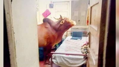 IIT बॉम्बे के हॉस्टल में घुस आई गाय, कमरे में चरने लगी किताबें