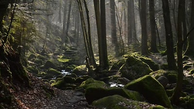 ये हैं दुनिया के सबसे रहस्यमय जंगल, कहीं दिखते हैं भूत तो कहीं परियां