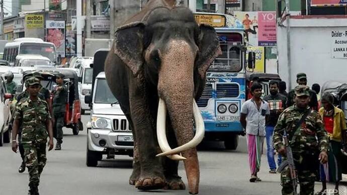 किसी VIP नेता से कम नहीं है इस हाथी का टशन, रखता है पर्सनल गार्ड