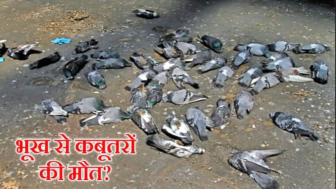 'मस्जिद के सामने भूख से कबूतरों की मौत..' इस दावे के साथ वायरल फोटो का सच क्या है