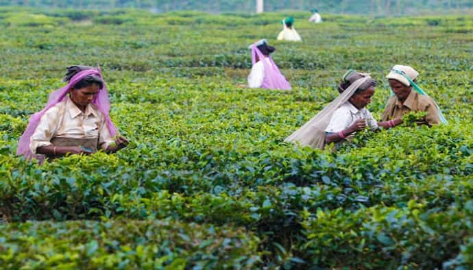 Dooars Tea garden closed before Puja