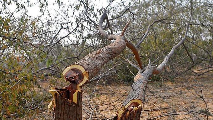 आरे कॉलोनी में निगम ने देर रात पेड़ों की कटाई शुरू की, इलाके में धारा 144 लगी