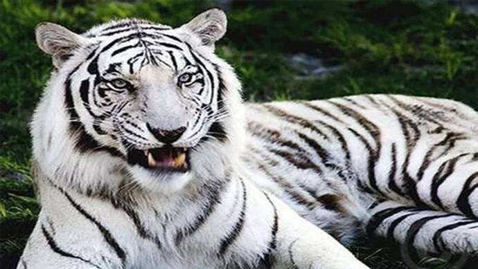 ओडिशा के चिड़ियाघर में सफेद बाघ की मौत, कुछ हफ्ते पहले ही मरे थे 4 हाथी