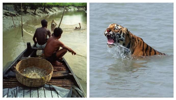 Royal Bengal Tiger-বাঘের সঙ্গে লড়াই, মৎস্যজীবীকে ফিরিয়ে আনল দুই সঙ্গী