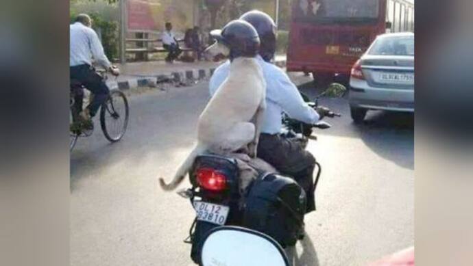 नए ट्रैफिक नियमों के चलते बाइक पर सवार कुत्ते ने पहना हेलमेट, लोग बोले-यह पुलिस का खौफ