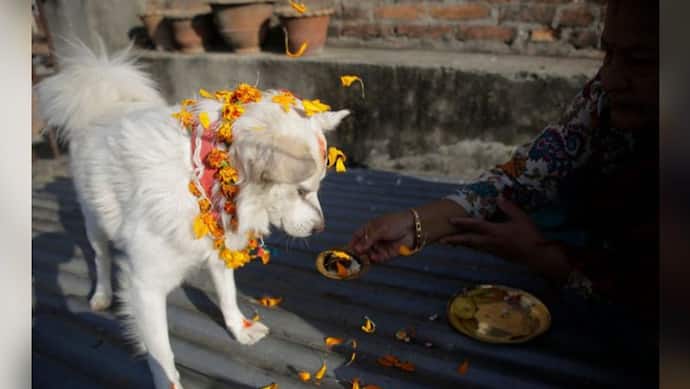 इस देश में दिवाली पर पूजे जाते हैं कुत्ते