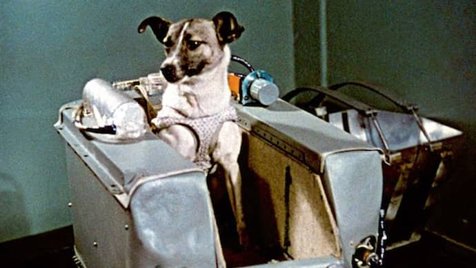 आज ही के दिन अंतरिक्ष में भेजा गया था यह कुत्ता, जिसके बाद इंसानों के जाने का खुला था रास्ता