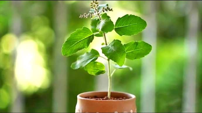 7 पेड़-पौधे: इन्हें लगाने और जल चढ़ाने से चमक सकती है आपकी किस्मत