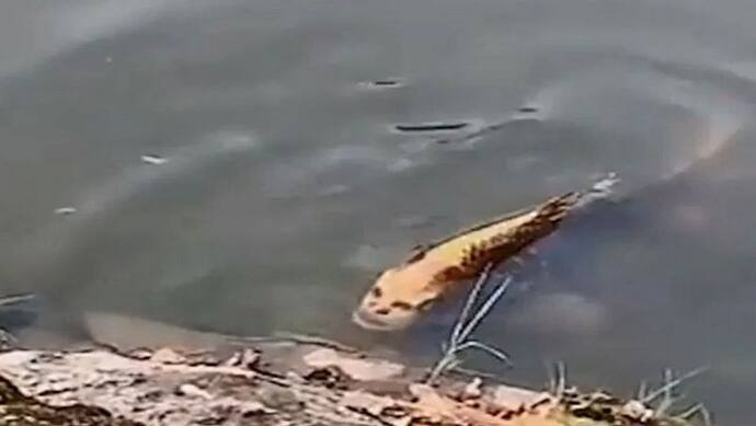 झील में दिखी औरत जैसे चेहरे वाली मछली, वायरल वीडियो में किया जा रहा है दावा