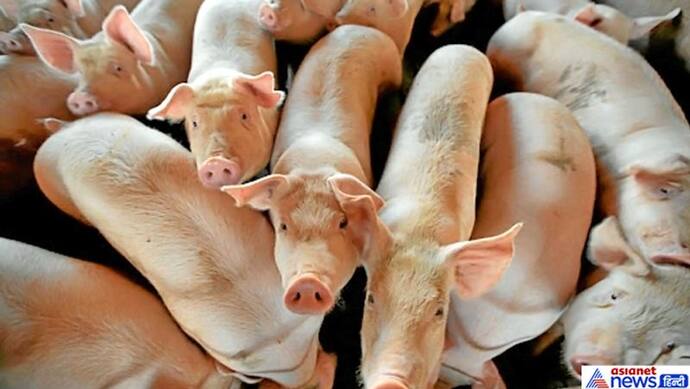 एक आदेश पर मार दिए गए 47 हजार सूअर, खून से लाल हो गई इस देश की नदी