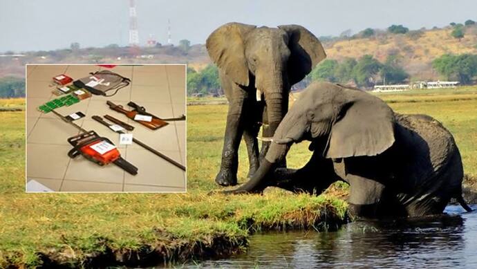 हाथियों को मार टुकड़े-टुकड़े कर डालता था उनके बॉडी पार्ट्स, आखिर पकड़ में आया खूंखार शिकारी