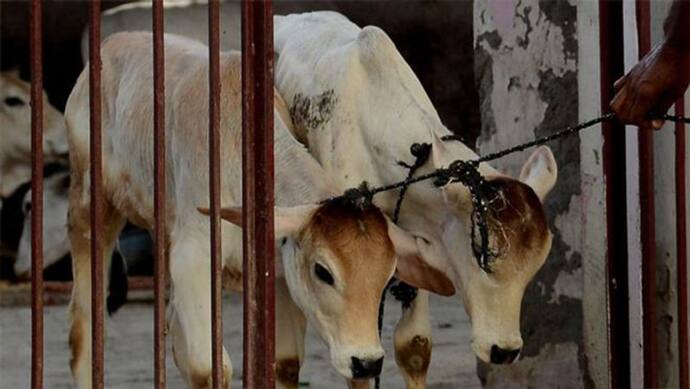 पश्चिम बंगाल: वैन से ले जा रहे थे गाय, भीड़ ने  पीट-पीट कर मार डाला