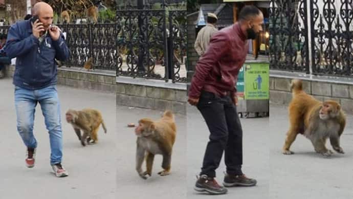 बंदरों की घुड़की के आगे डरकर भागते लोगों की ये तस्वीरें शॉक्ड करती हैं