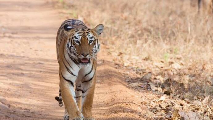 नहीं थम रहा बाघों की मौत का सिलसिला, पानी से भरी खदान में मृत मिला बाघ