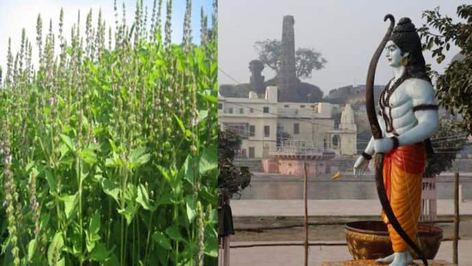अयोध्या में रामलला को चढ़ती है प्रयागराज की तुलसी, त्रेतायुग के संबंधों को संजो रहे हैं तुलसी के किसान