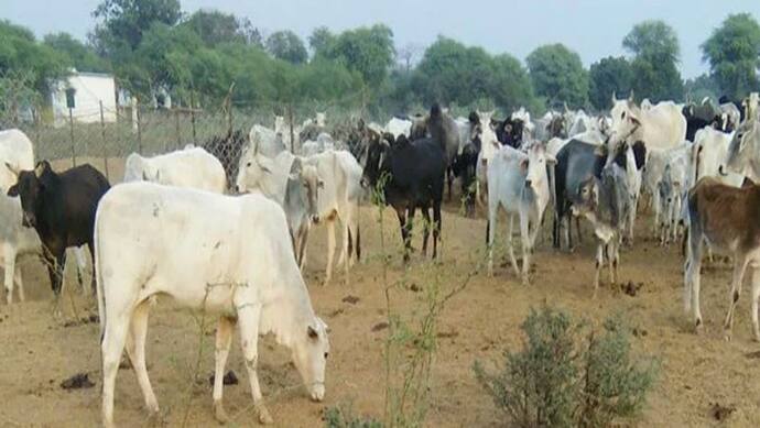गोशाला में 3 दिन में भूख-ठंड से 22 गायों की मौत, SDM बोले- बूढ़ी हो गईं थीं कहीं भी होती मर जातीं