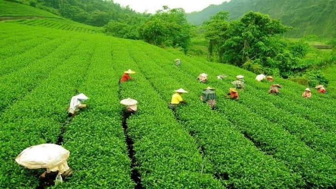 CAB पर विरोध प्रदर्शनों से महंगी हो सकती है चाय की चुस्की, चाय उद्योग पर पड़ रहा है असर