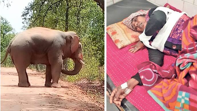 बेटी को बचाने छाती से चिपका जमीन पर लेटी मां, पांव रखकर गुजरा हाथी, टूट गईं पसलियां