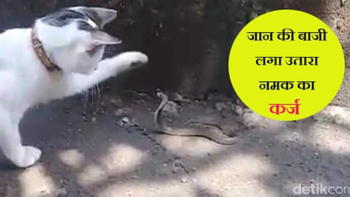 बच्चों के नजदीक पहुंचे 3 जहरीले कोबरा, आवारा बिल्ली ने लगा दी जान की बाजी