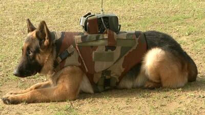 कुत्ते की पीठ पर बुलेट प्रूफ जैकेट, ऊपर बंधा कैमरा, दुश्मन का अंत करने के लिए आर्मी की तैयारी