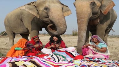 ठंड में ठिठुर गए हाथी, तो महिलाओं ने मिलकर बुन डाले विशालकाय स्वेटर