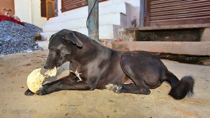 सूर्य दे रहा है अशुभ फल तो घोड़े को खिलाएं चारा, राहु-केतु की शांति के लिए कुत्ते को दें रोटी
