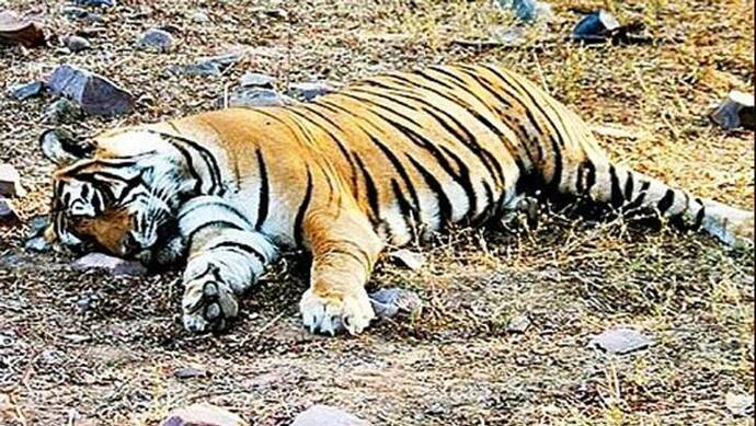 उत्तरी गोवा के महादयी अभयारण्य में मिला बाघ का शव, सनसनी