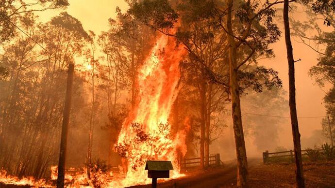 ऑस्ट्रेलिया में बारिश ने दिलाई जंगलों की भीषण आग से राहत, अब तक एक अरब जानवरों की मौत