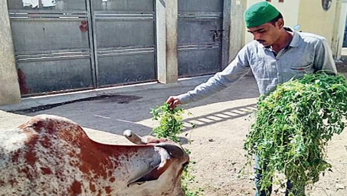 ब्राह्मण दोस्त को सच्ची श्रद्धांजलि देने गायों को खिलाया मकर संक्रांति पर 650 किलो चारा